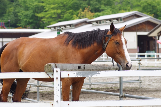 動物(珍獣、猛禽含む)のお世話 東大阪 求人
