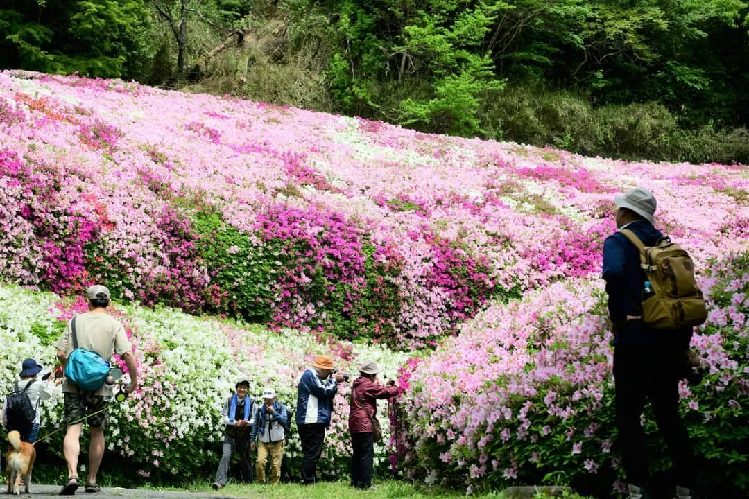 春の風物詩 なるかわ園地のツツジ