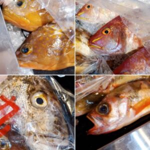 バツグンのお魚たちが入荷してま━━━ヾ(｡´囗｀)ﾉ━━━す!!!!!