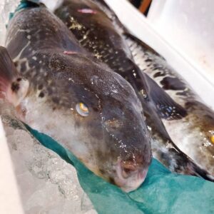 青森県産【天然本マグロ】なんと２００kgＵＰの素晴らしい魚体からのブロック✨