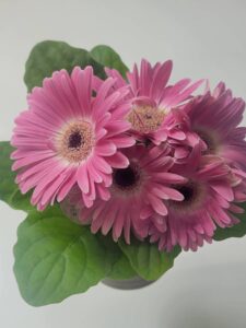 「家族葬会館 八光殿 東大阪鷹殿」オープン記念イベント