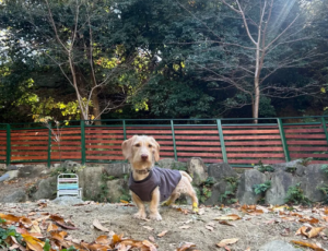 東大阪にペットパークあるのご存じですか？