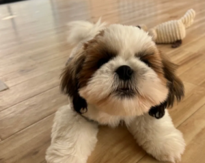 東大阪にペットパークあるのご存じですか？