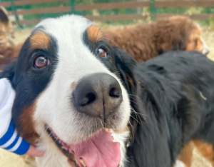 東大阪にペットパークあるのご存じですか？