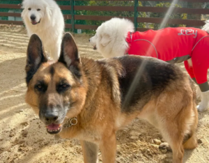 東大阪にペットパークあるのご存じですか？