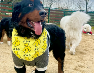 東大阪にペットパークあるのご存じですか？