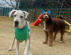 東大阪にペットパークあるのご存じですか？