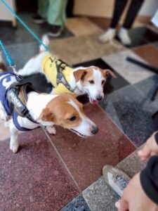 東大阪にこんな場所が！？ドッグランが8つもある【稲荷山ペットパーク】へ行こう！