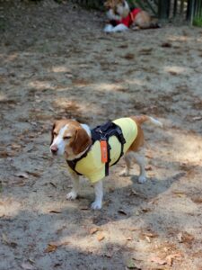 東大阪にこんな場所が！？ドッグランが8つもある【稲荷山ペットパーク】へ行こう！