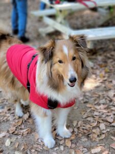 東大阪にこんな場所が！？ドッグランが8つもある【稲荷山ペットパーク】へ行こう！