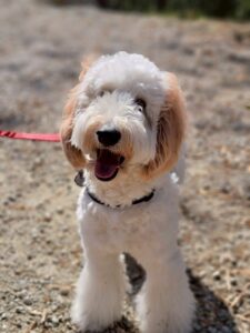 東大阪にこんな場所が！？ドッグランが8つもある【稲荷山ペットパーク】へ行こう！