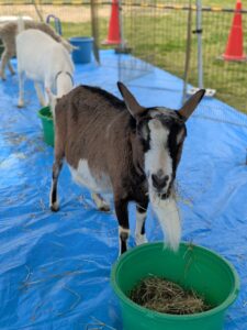 5月17日・18日開催「東大阪市花園ラグビー場フェスティバル2025」