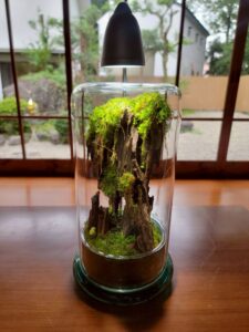 灯りとグルメで夏の締めくくり！「夏灯しの夢まつり2025」