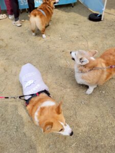 わんニャスフェスティバル in 稲荷山ペットパーク