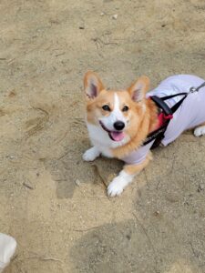 わんニャスフェスティバル in 稲荷山ペットパーク