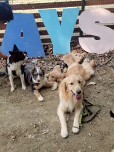 わんニャスフェスティバル in 稲荷山ペットパーク