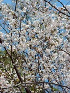 「日新高校桜まつり」＆「第6回子宝マルシェ」 に行ってきました！