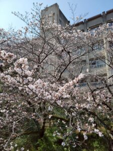 「日新高校桜まつり」＆「第6回子宝マルシェ」 に行ってきました！