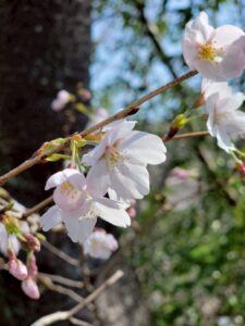 「日新高校桜まつり」＆「第6回子宝マルシェ」 に行ってきました！