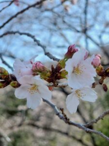 「日新高校桜まつり」&「第6回子宝マルシェ」 に行ってきました!